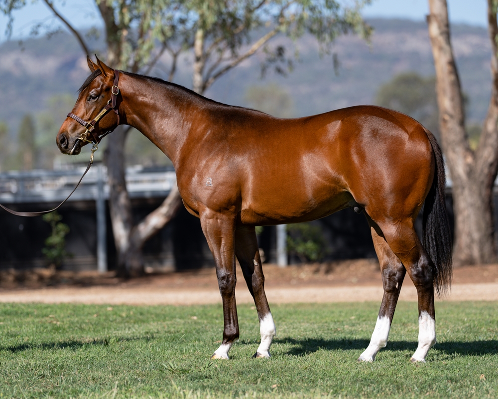 Hitotsu (AUS) / Yours But Mine (AUS) 2024 Colt - Image 1