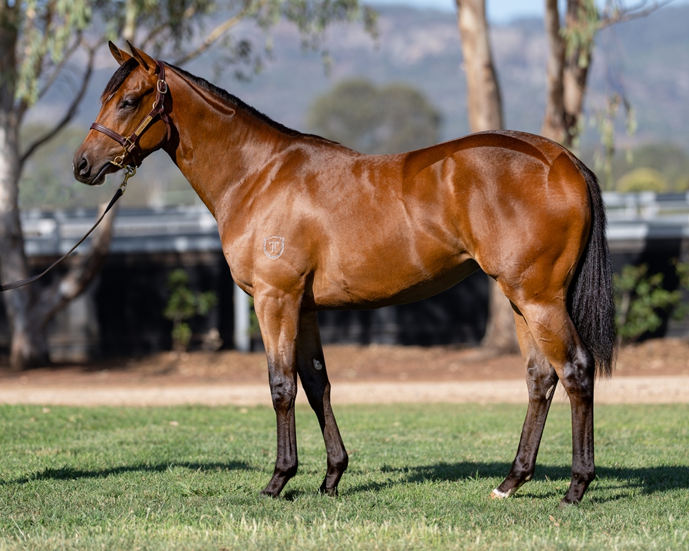 Brave Smash (JPN) / Anabaa's Legacy (NZ) 2024 Filly - Image 1