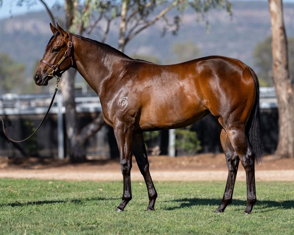 Cosmic Force (AUS) / Crystal River (AUS) 2024 Filly - Image 1
