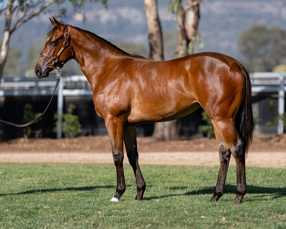 Toronado (IRE) / Crystal Rock (AUS) 2024 Filly - Image 1
