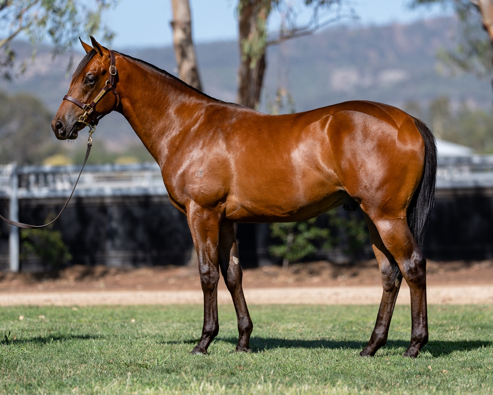 Artorius (AUS) / Discreet Charm (AUS) 2024 Colt - Image 1