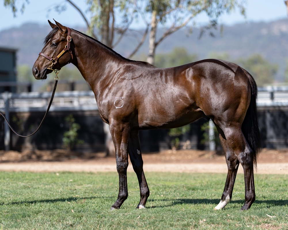 Brave Smash (JPN) / Double Dee (AUS) 2024 Colt - Image 1