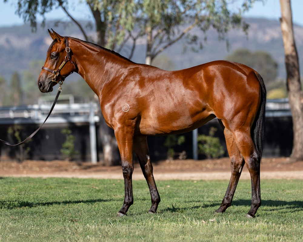 Jacquinot (AUS) / Long Wink (AUS) 2024 Filly - Image 1