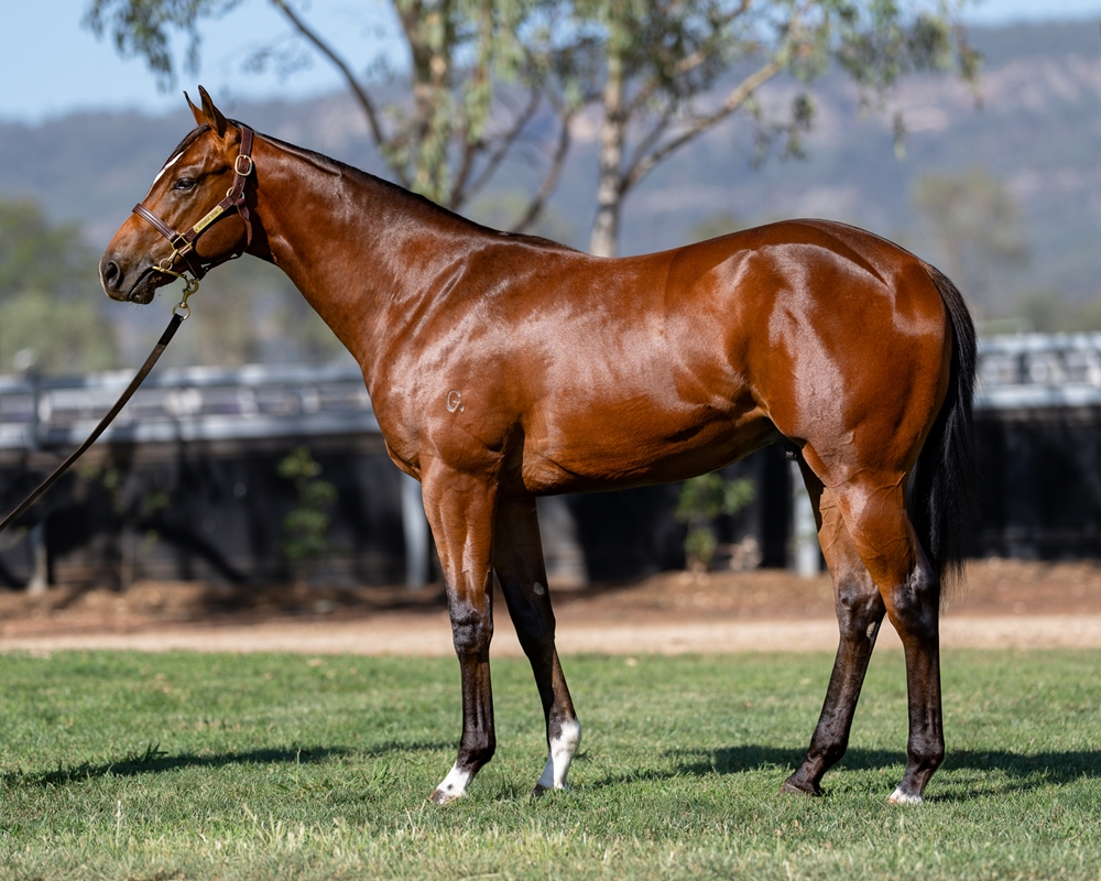 Spirit of Boom (AUS) / Parakeet (AUS) 2024 Colt - Image 1