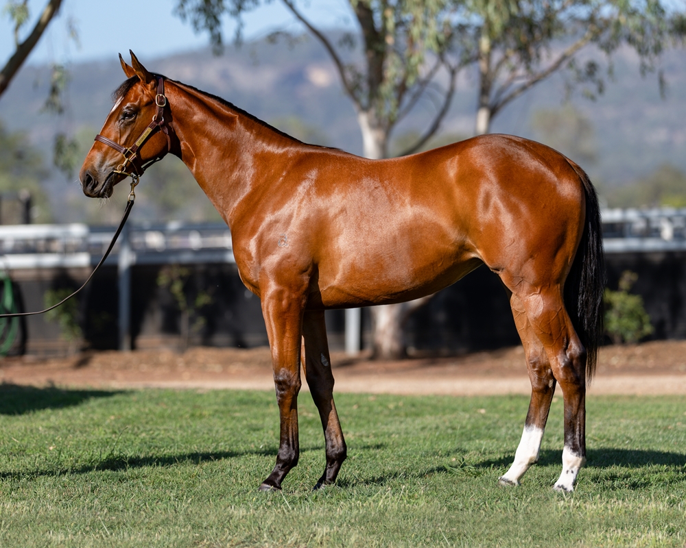 Maurice (JPN) / Parlophone (AUS) 2024 Filly - Image 1