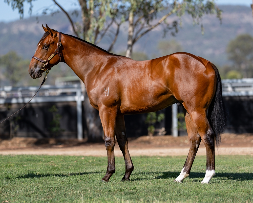 Pierro (AUS) / Rosa Perlato (AUS) 2024 Colt - Image 1