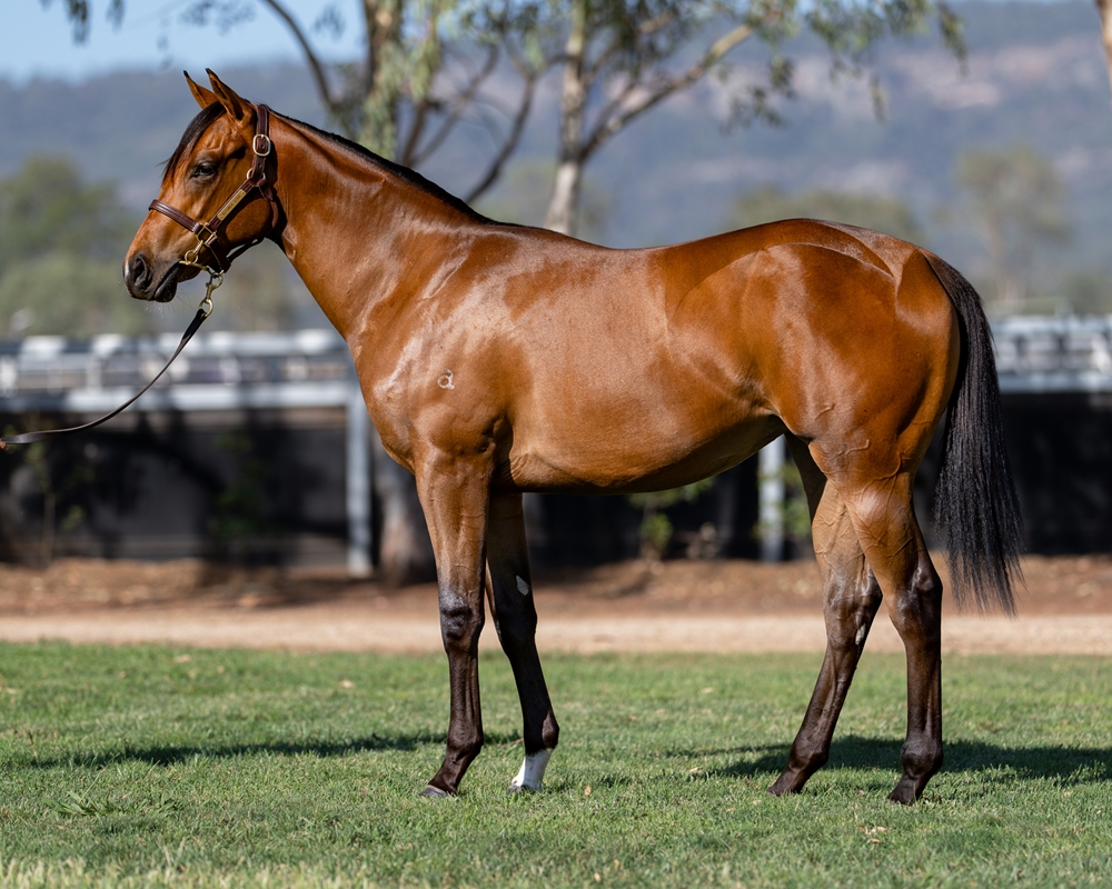 Zousain (AUS) / She's Glamourous (AUS) 2024 Filly - Image 1