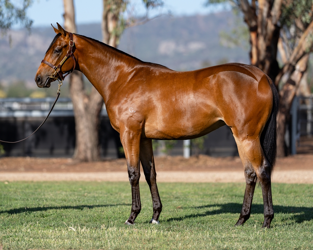 Spirit of Boom (AUS) / Typhoon Jolie (AUS) 2024 Filly - Image 1