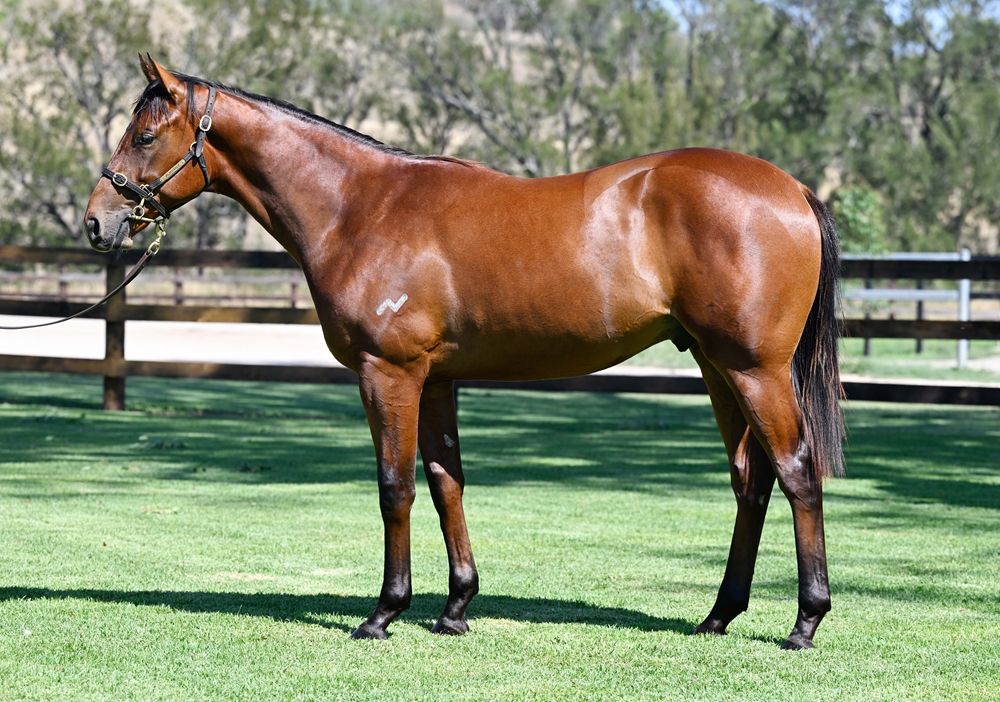 Farnan (AUS) / Battle of Luxury (AUS) 2024 Colt - Image 1