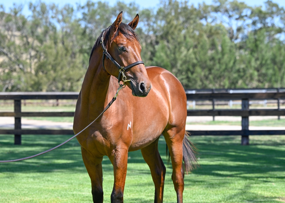 Farnan (AUS) / Battle of Luxury (AUS) 2024 Colt - Image 2