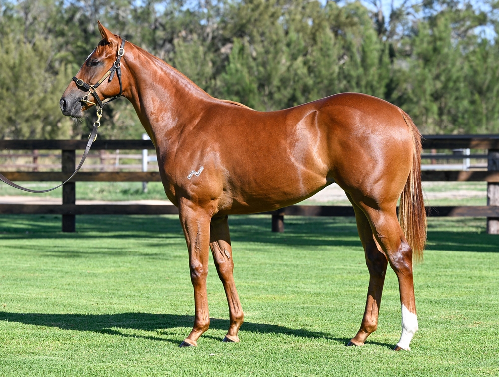 Capitalist (AUS) / Blazing Miss (AUS) 2024 Filly - Image 1