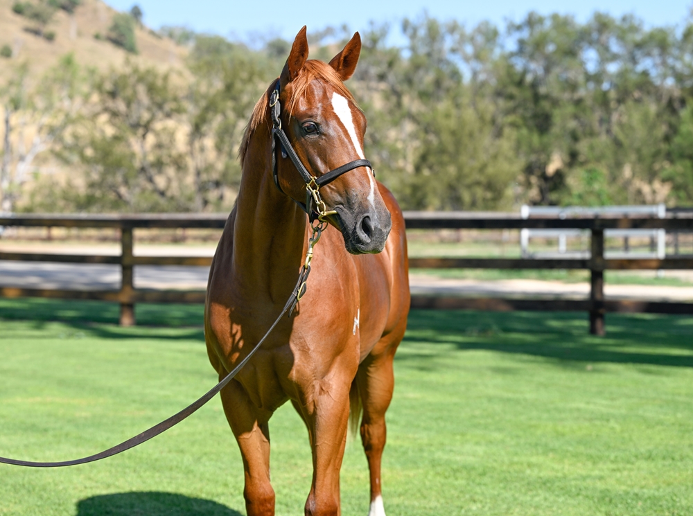 Capitalist (AUS) / Blazing Miss (AUS) 2024 Filly - Image 2