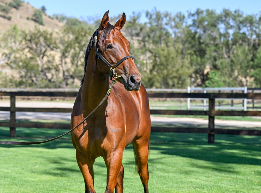 Anamoe (AUS) / Cool Change (NZ) 2024 Filly - Image 2