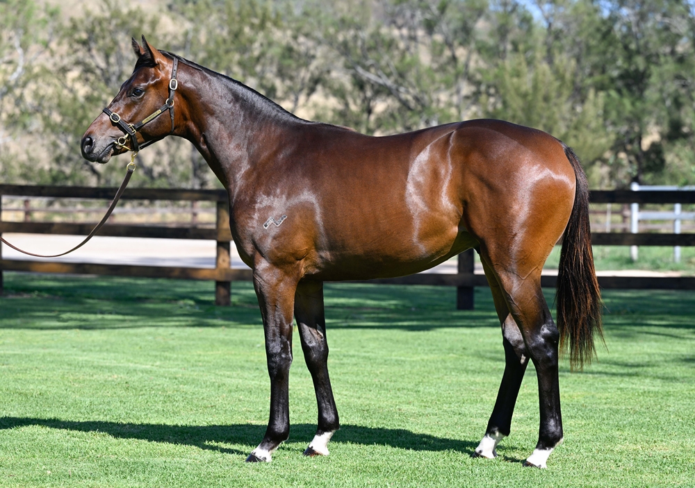 St Mark's Basilica (FR) / Khabeerah (GB) 2024 Colt - Image 1