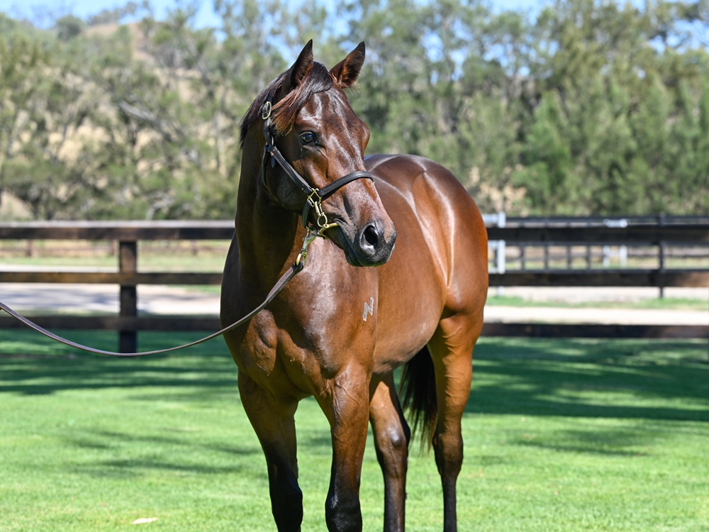 St Mark's Basilica (FR) / Khabeerah (GB) 2024 Colt - Image 2