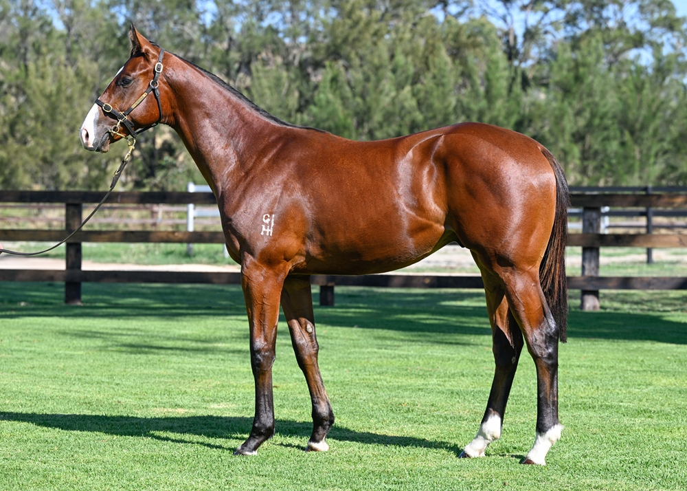 Justify (USA) / Long Island (AUS) 2024 Colt - Image 1