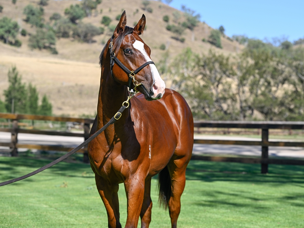 Justify (USA) / Long Island (AUS) 2024 Colt - Image 2