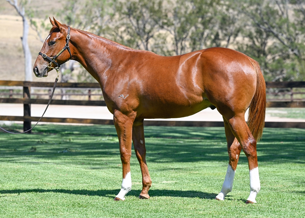 Capitalist (AUS) / Pasar Gold (AUS) 2024 Colt - Image 1