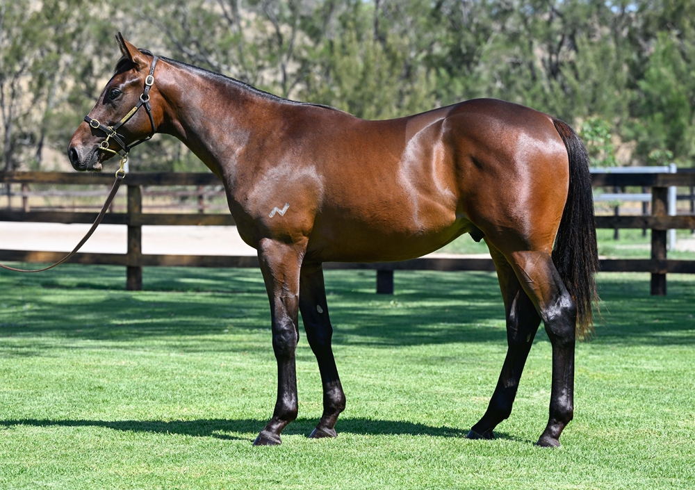 Satono Aladdin (JPN) / Priestess (AUS) 2024 Colt - Image 1