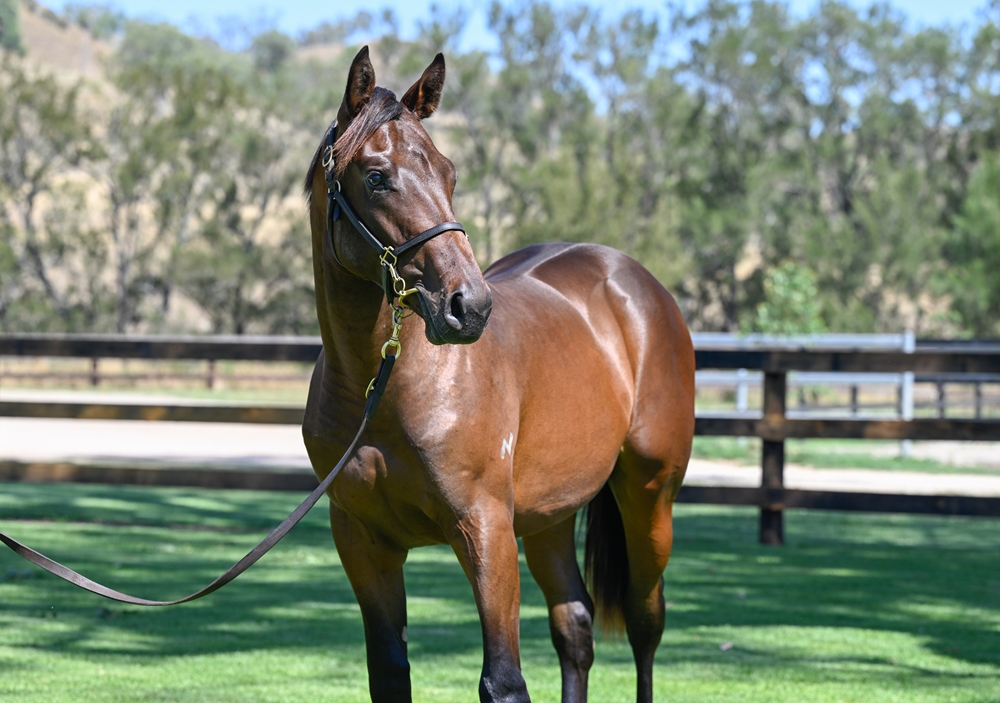 Satono Aladdin (JPN) / Priestess (AUS) 2024 Colt - Image 2