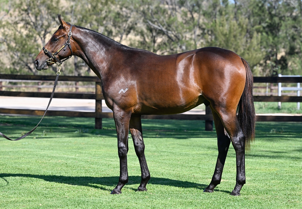 Too Darn Hot (GB) / Tycoon Storm (AUS) 2024 Colt - Image 1