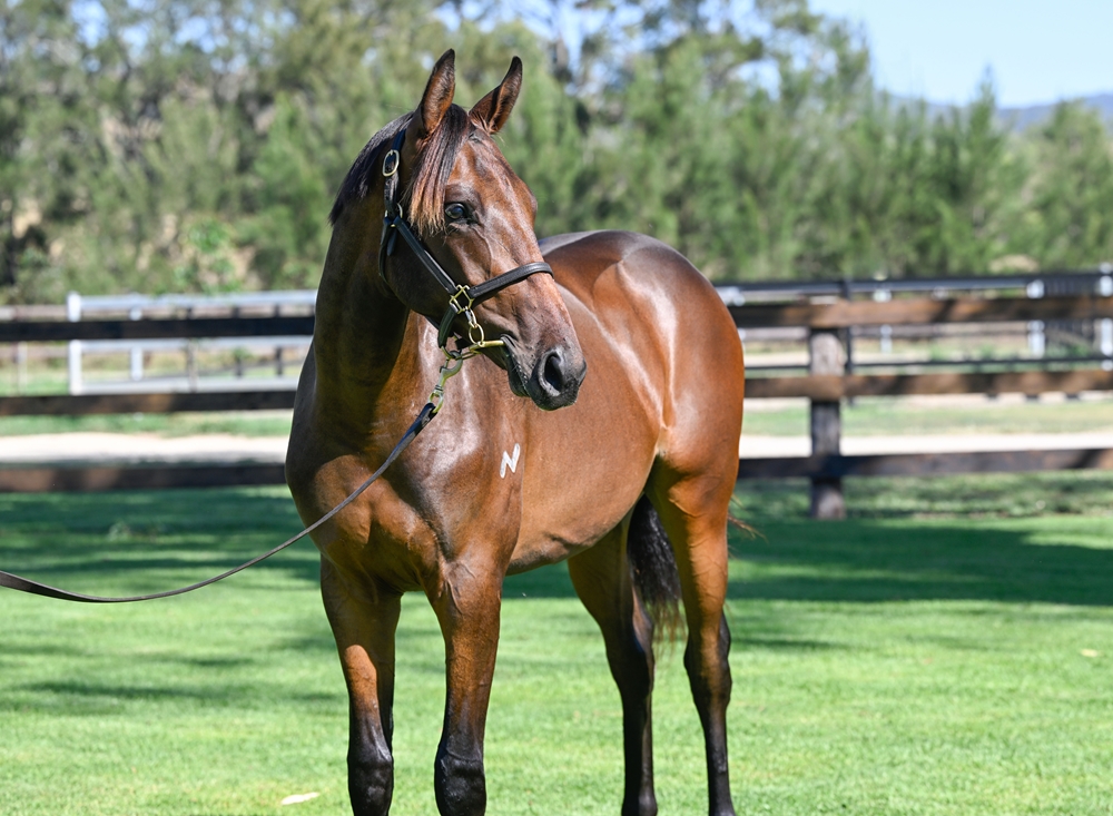 Too Darn Hot (GB) / Tycoon Storm (AUS) 2024 Colt - Image 2