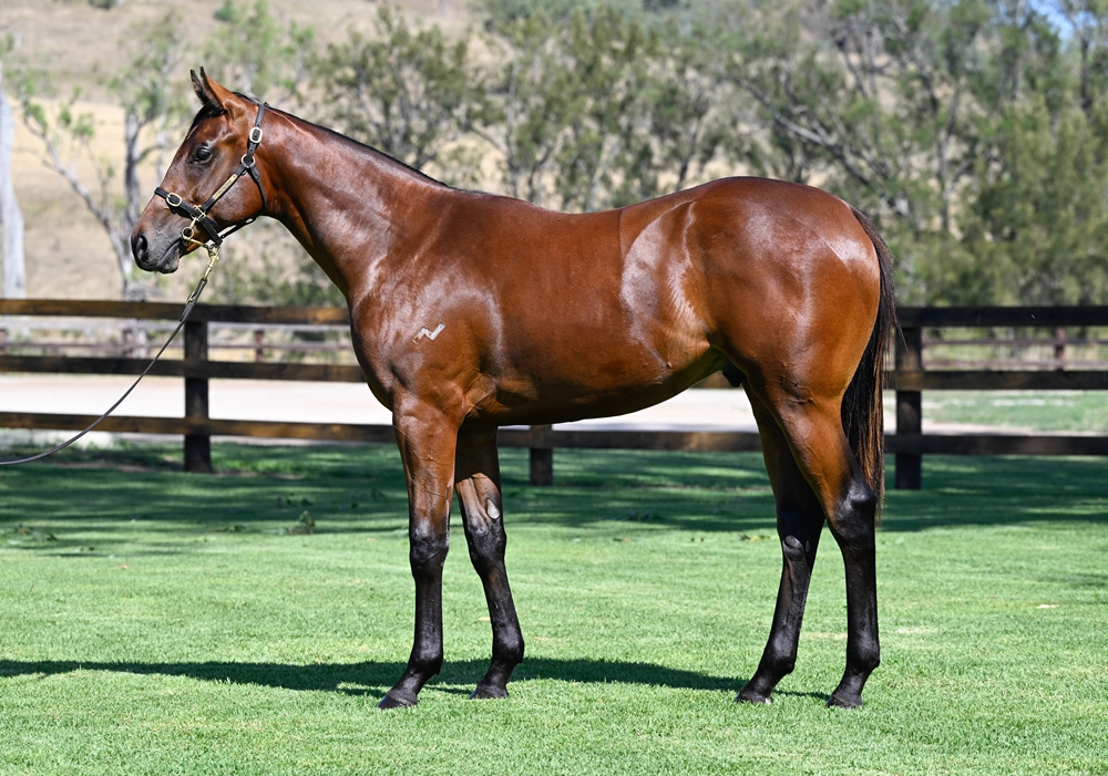Zoustar (AUS) / Wedgie (AUS) 2024 Colt - Image 1