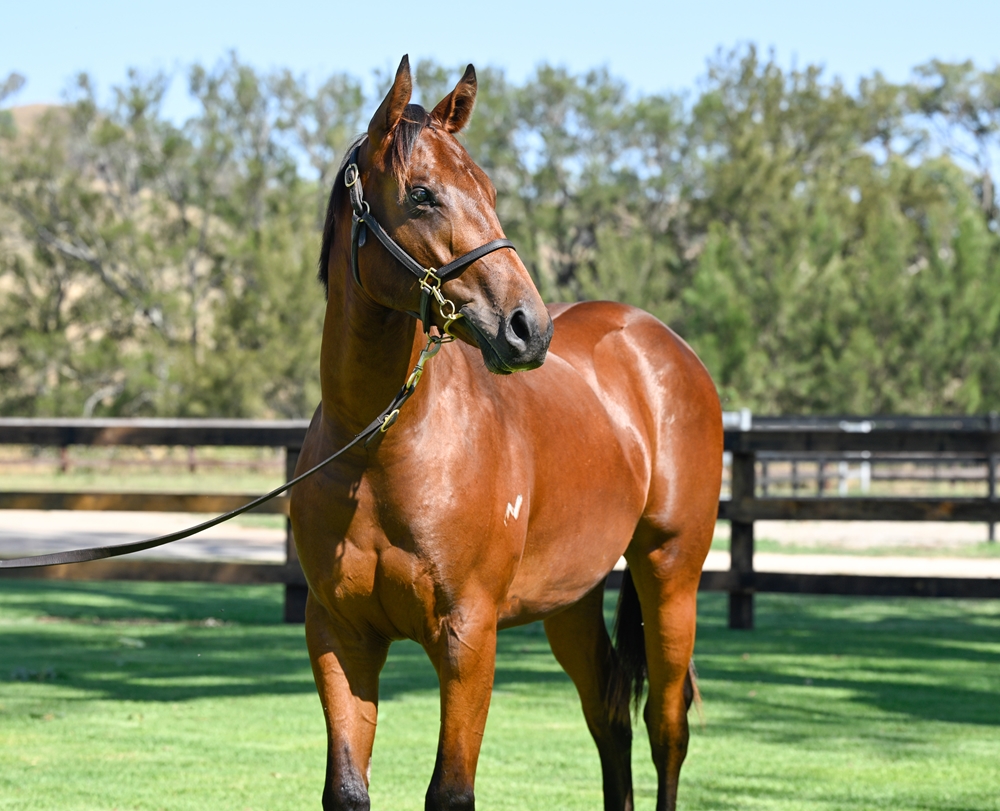 Zoustar (AUS) / Wedgie (AUS) 2024 Colt - Image 2