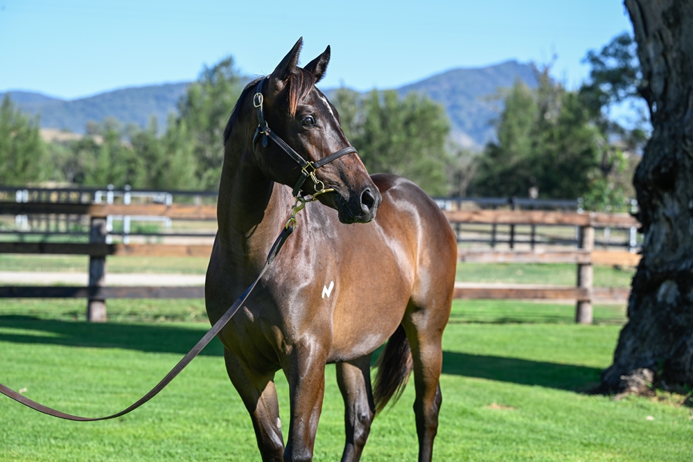 Better Than Ready (AUS) / Bellanca (AUS) 2024 Filly - Image 2