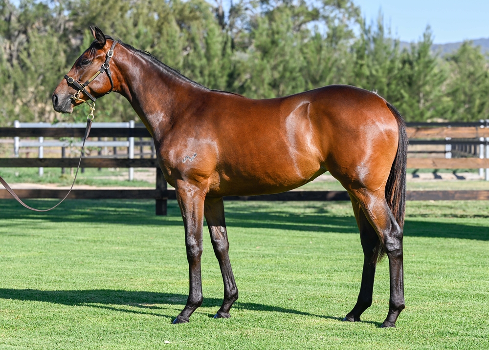 State of Rest (IRE) / Ghost of War (AUS) 2024 Filly - Image 1