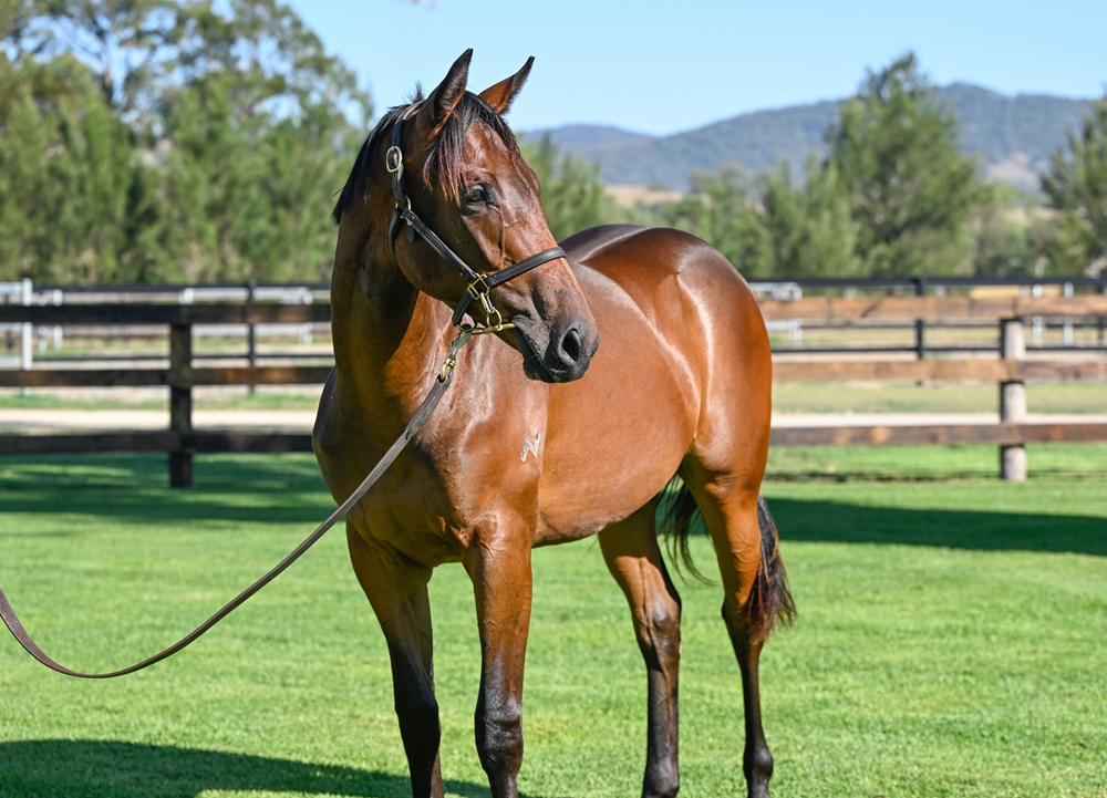 State of Rest (IRE) / Ghost of War (AUS) 2024 Filly - Image 2