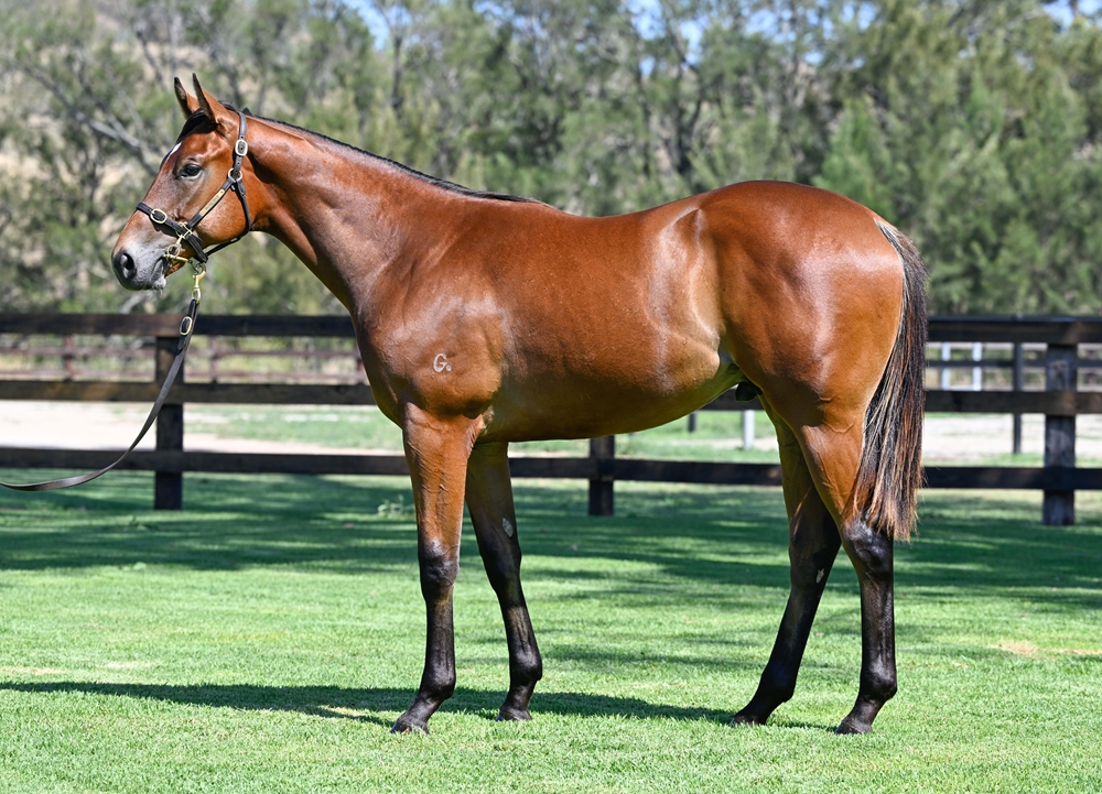 Russian Revolution (AUS) / Jahre (AUS) 2024 Colt - Image 1