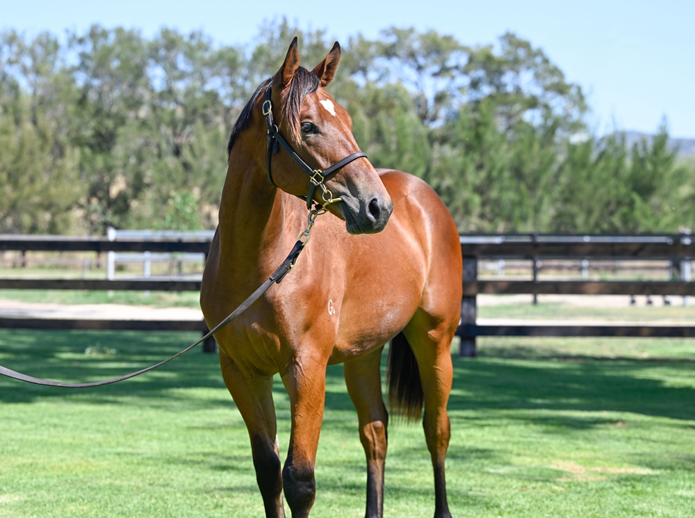 Russian Revolution (AUS) / Jahre (AUS) 2024 Colt - Image 2