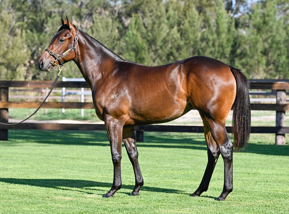 Daumier (AUS) / Jericho Beach (AUS) 2024 Filly - Image 1