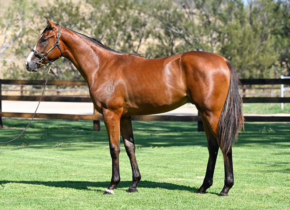 Stay Inside (AUS) / Whitney (AUS) 2024 Colt - Image 1