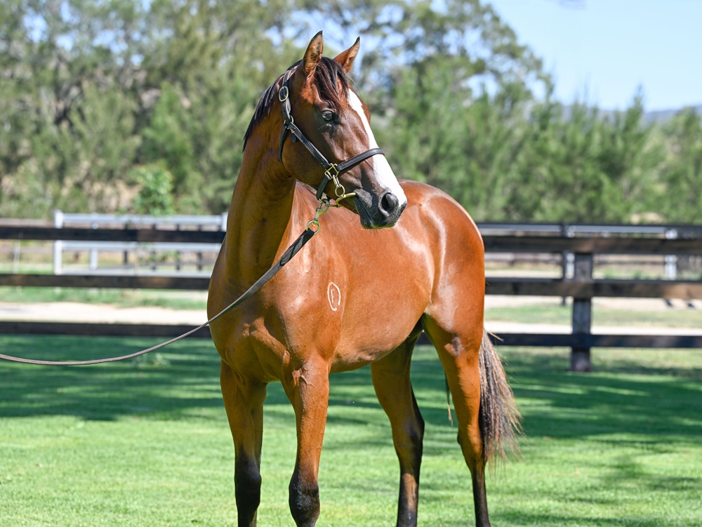 Stay Inside (AUS) / Whitney (AUS) 2024 Colt - Image 2