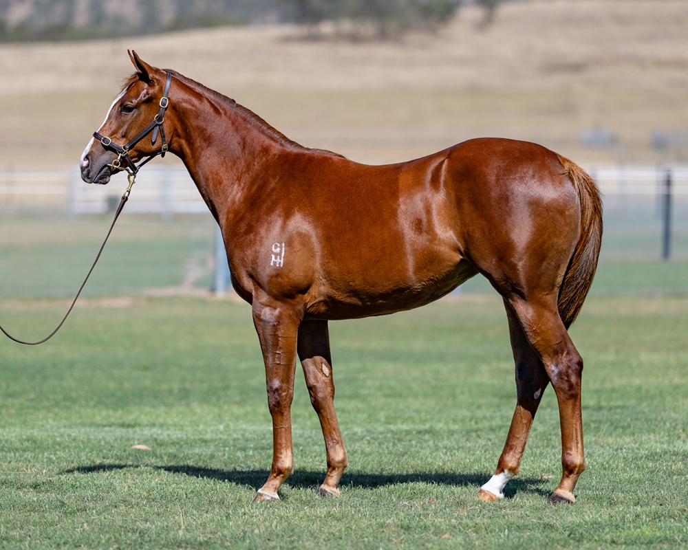 Starspangledbanner (AUS) / Ad Merajj (FR) 2024 Filly - Image 1