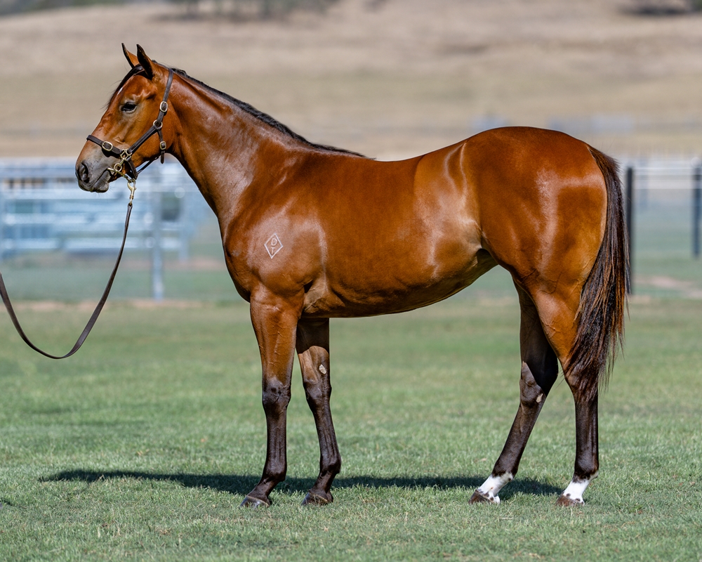 Stay Inside (AUS) / Aim for Perfection (AUS) 2024 Filly - Image 1