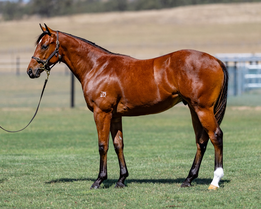 Bivouac (AUS) / Angasi (AUS) 2024 Colt - Image 1