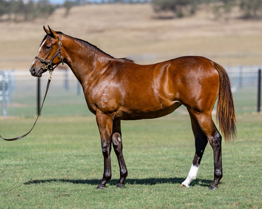 Russian Revolution (AUS) / Better Reflection (AUS) 2024 Filly - Image 1