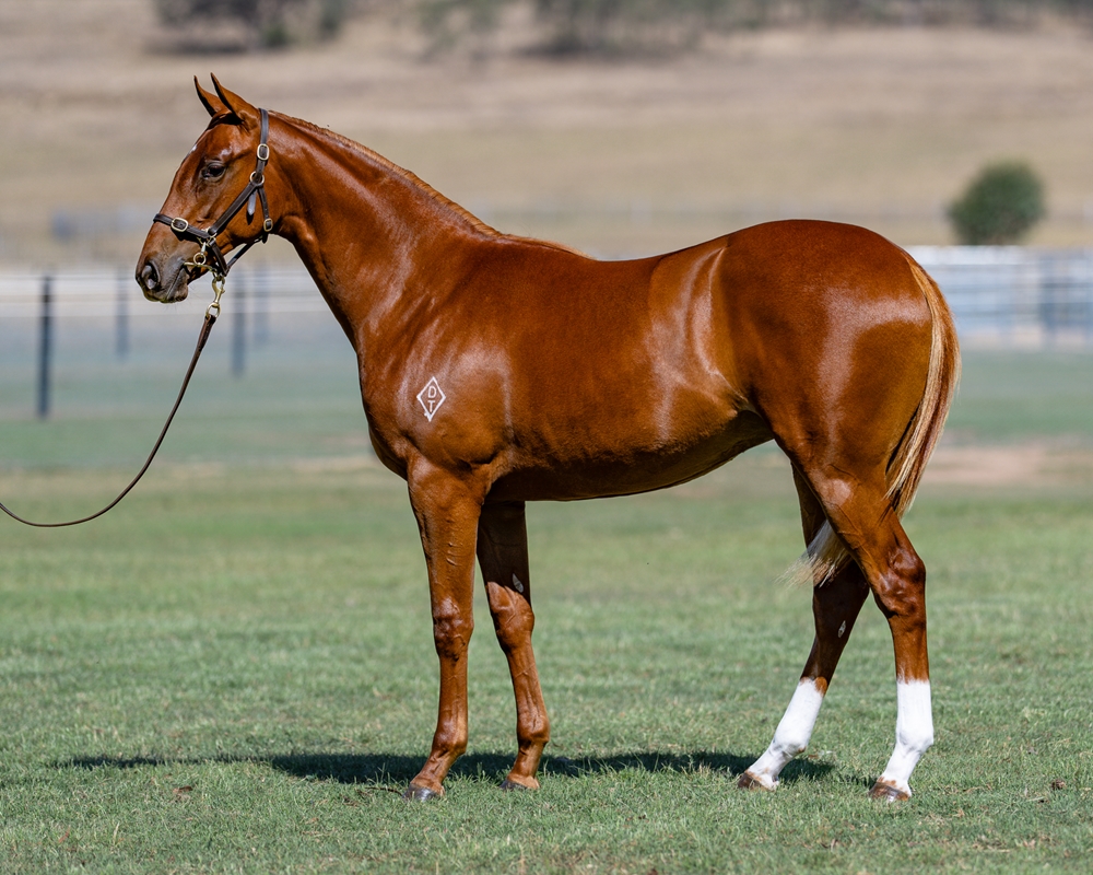 Maurice (JPN) / Courtesan (NZ) 2024 Filly - Image 1