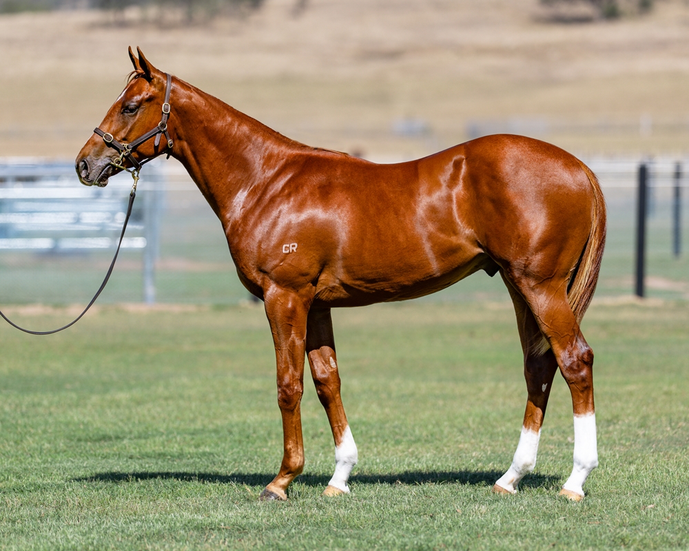 State of Rest (IRE) / Dueastar (AUS) 2024 Colt - Image 1