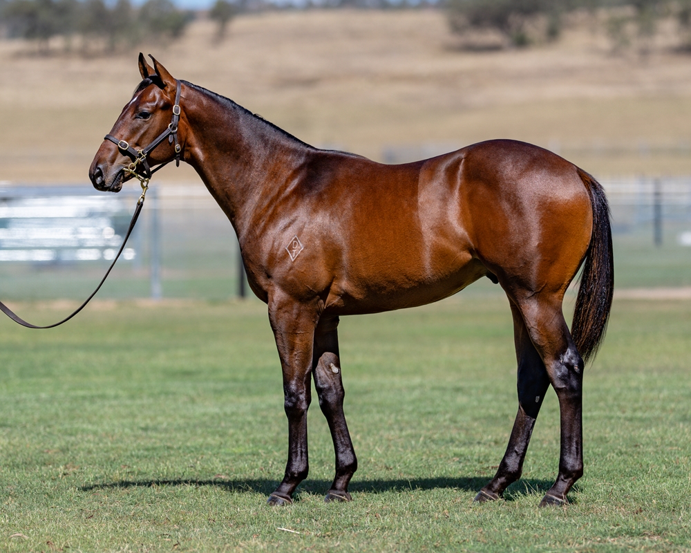 Hitotsu (AUS) / Found the One (AUS) 2024 Colt - Image 1