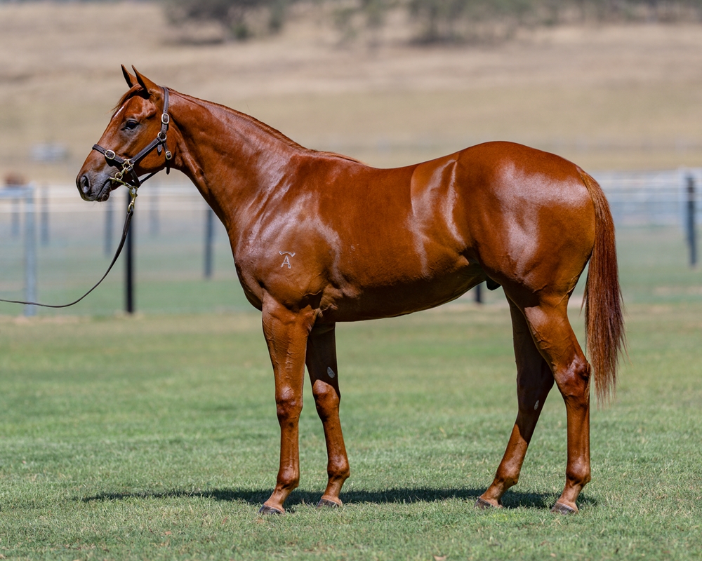 Capitalist (AUS) / Gangika (AUS) 2024 Colt - Image 1