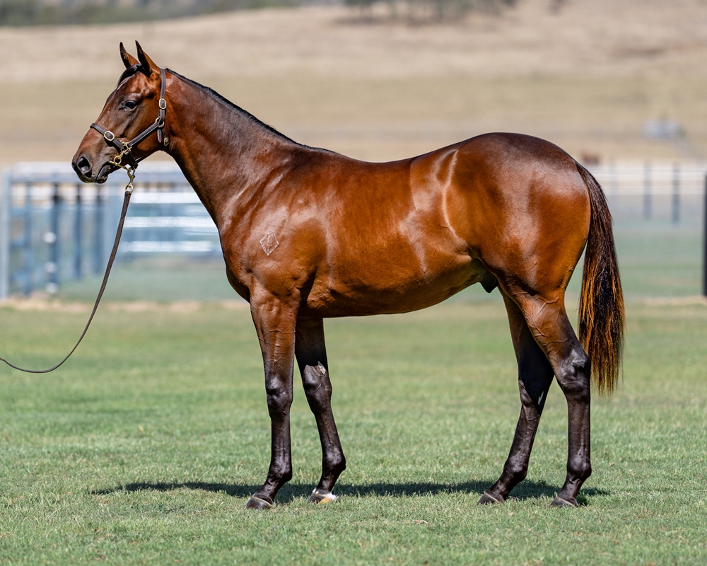 Lucky Vega (IRE) / Golden Loop (AUS) 2024 Colt - Image 1