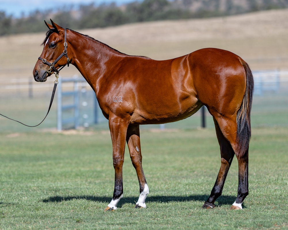 Toronado (IRE) / Princess Layla (AUS) 2024 Filly - Image 1