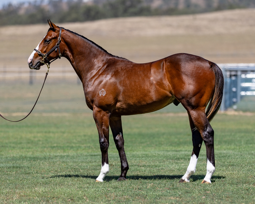 Castelvecchio (AUS) / Sista Act (AUS) 2024 Colt - Image 1