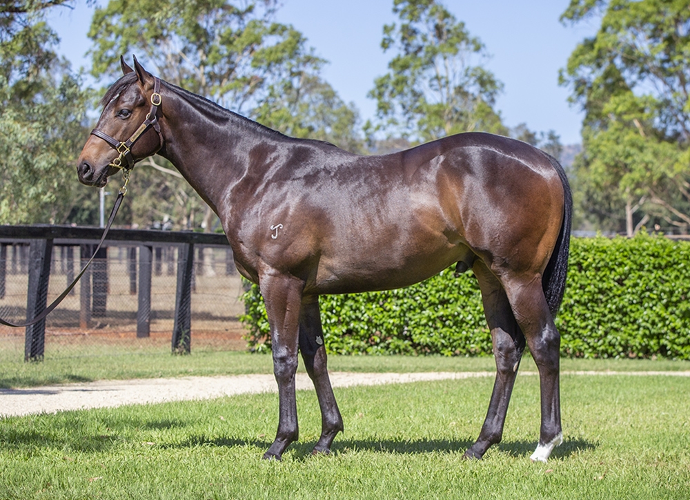 Brave Smash (JPN) / Adament (AUS) 2024 Colt - Image 1