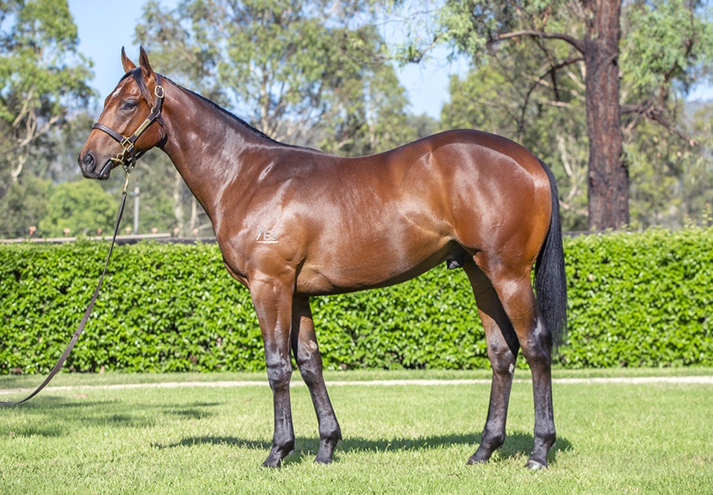 Hellbent (AUS) / Agueda (AUS) 2024 Colt - Image 1