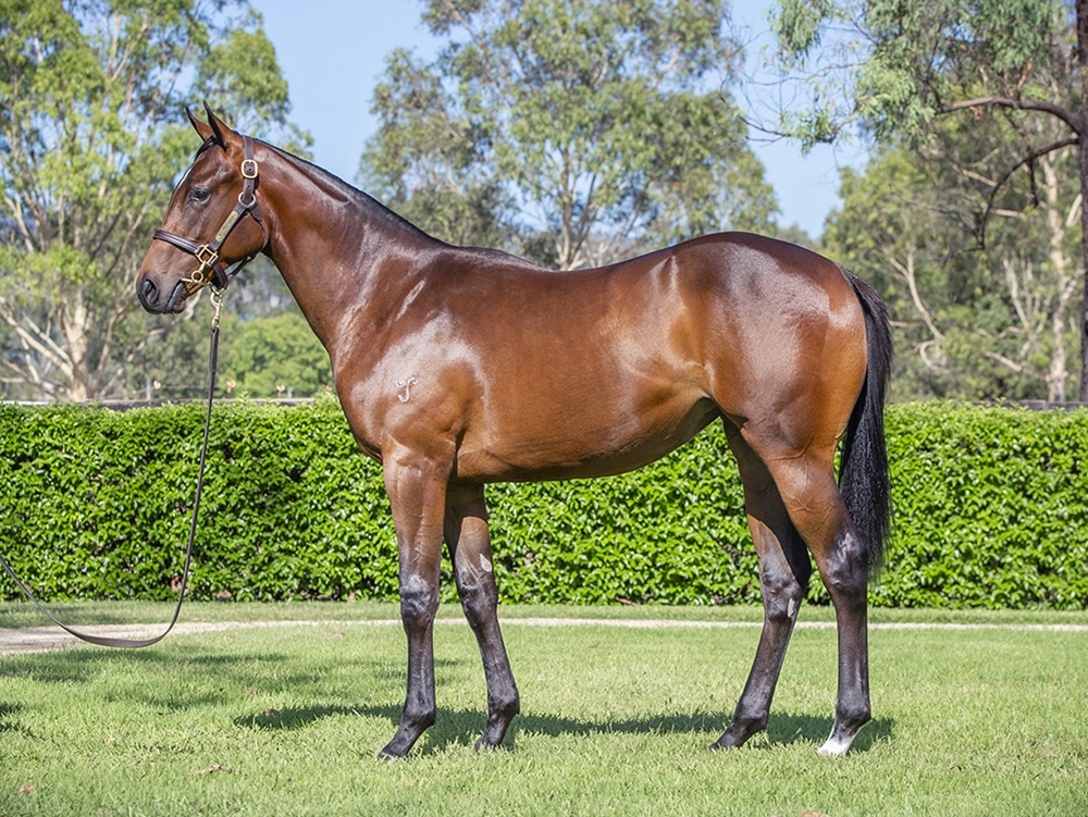 Hellbent (AUS) / Aquamosa (NZ) 2024 Filly - Image 1